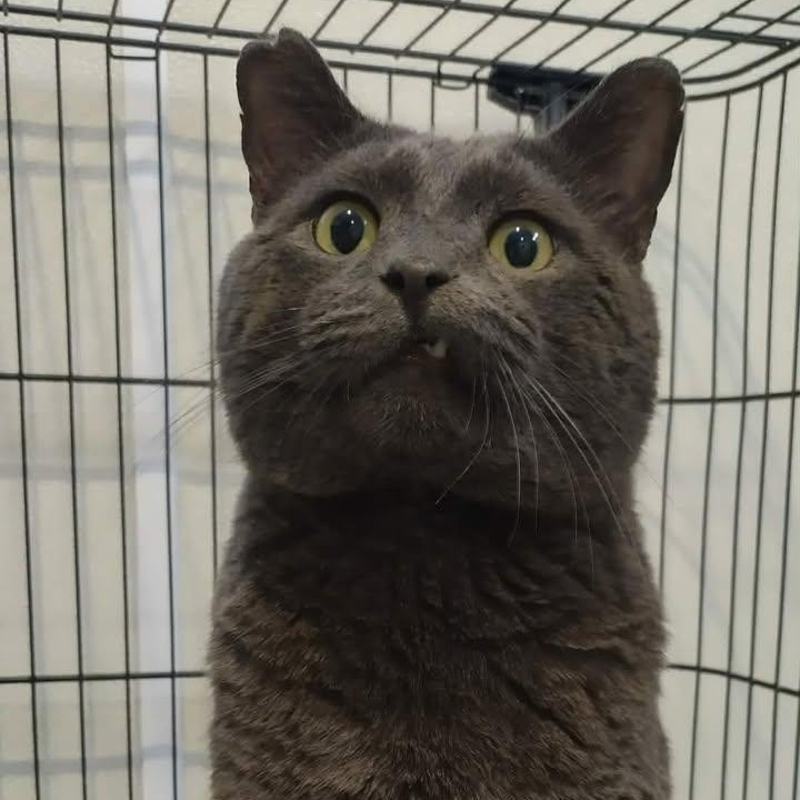 Enlarge TimTom, a ADOPTABLE Domestic Short Hair in Winthrop, ME image 1/1