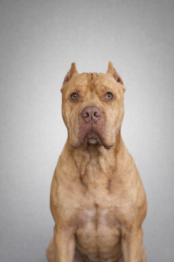 Enlarge Daffodil, a Adoptable Pit Bull Terrier in Hardeeville, SC image 1/1