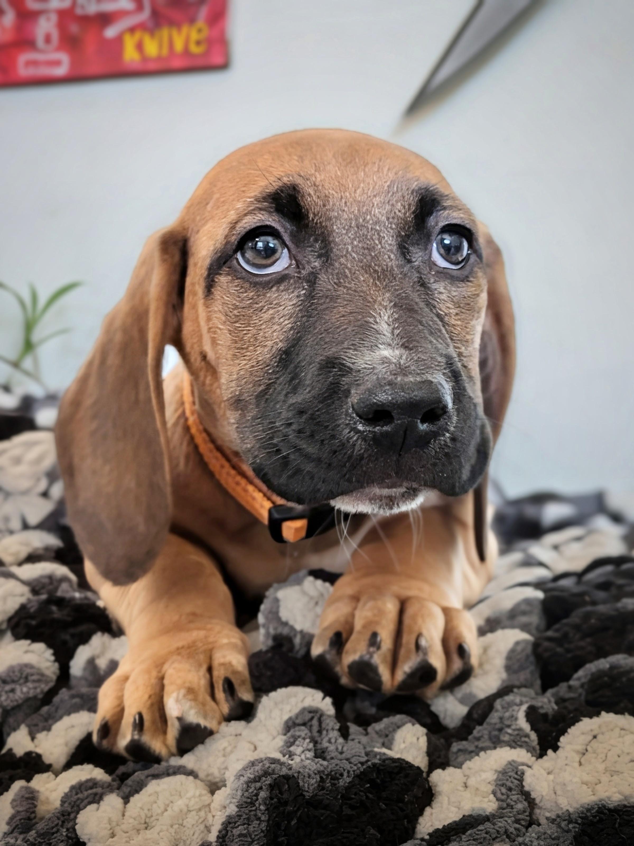 Oscar Mayer, Adoptable, Puppy Male Basset Hound.