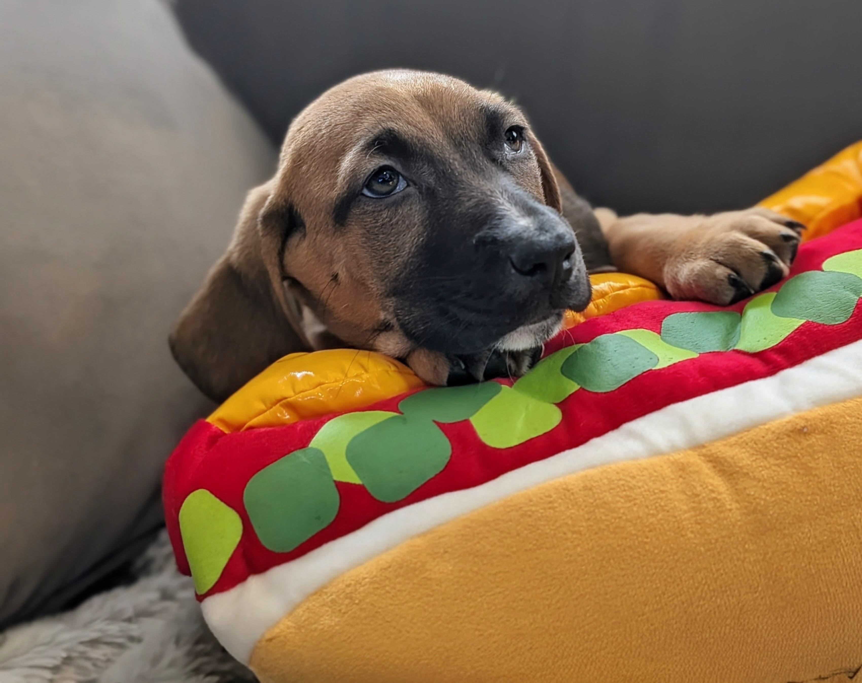 Oscar Mayer, Adoptable, Puppy Male Basset Hound.
