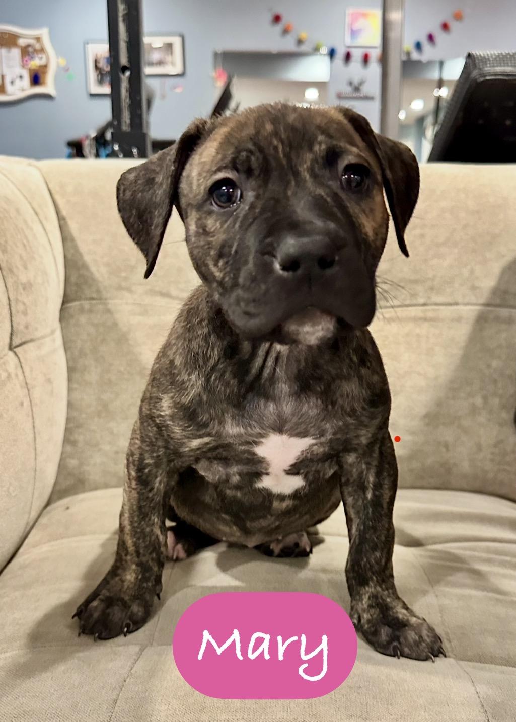 Enlarge Mary, an adopted mixed breed in Pembroke, MA image 1/1