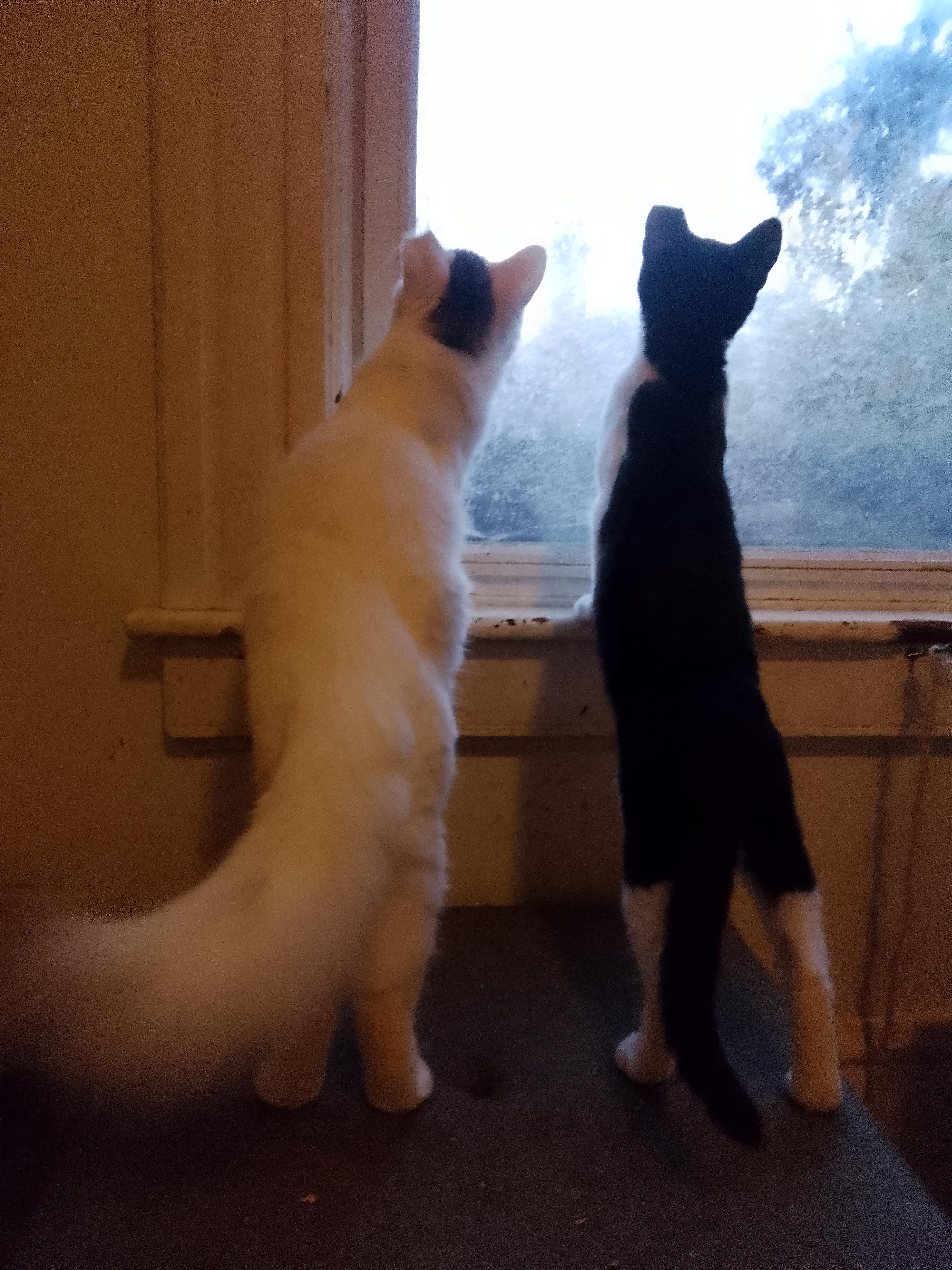 Gandalf, a Adoptable Domestic Long Hair in Woodland, CA image 2/4