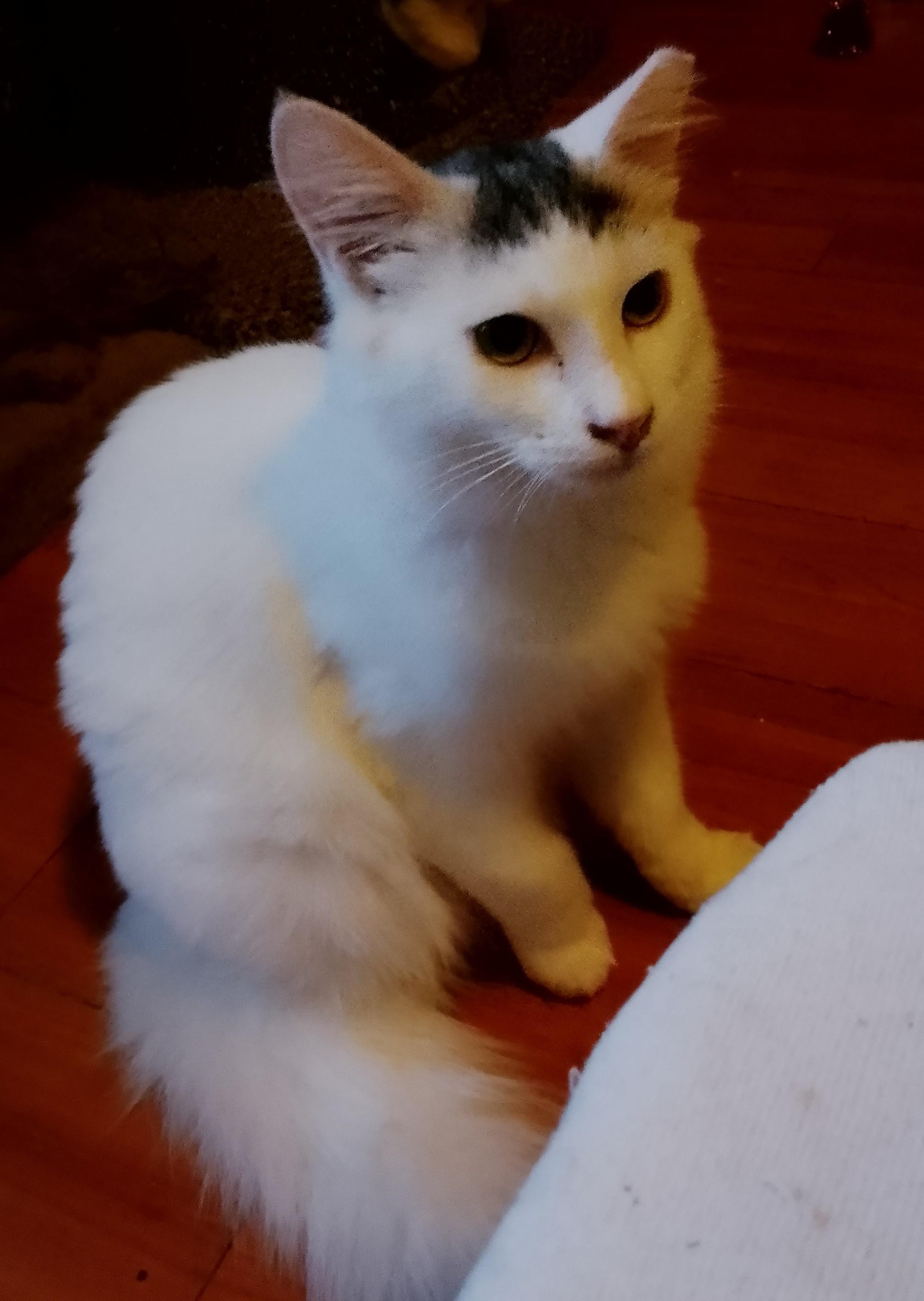 Gandalf, a Adoptable Domestic Long Hair in Woodland, CA image 4/4