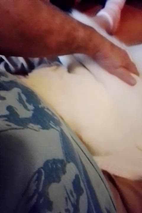 Enlarge Gandalf, a Adoptable Domestic Long Hair in Woodland, CA video 2/5