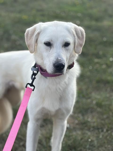 Josie, adopted, Young Female Yellow Labrador Retriever & Golden Retriever.