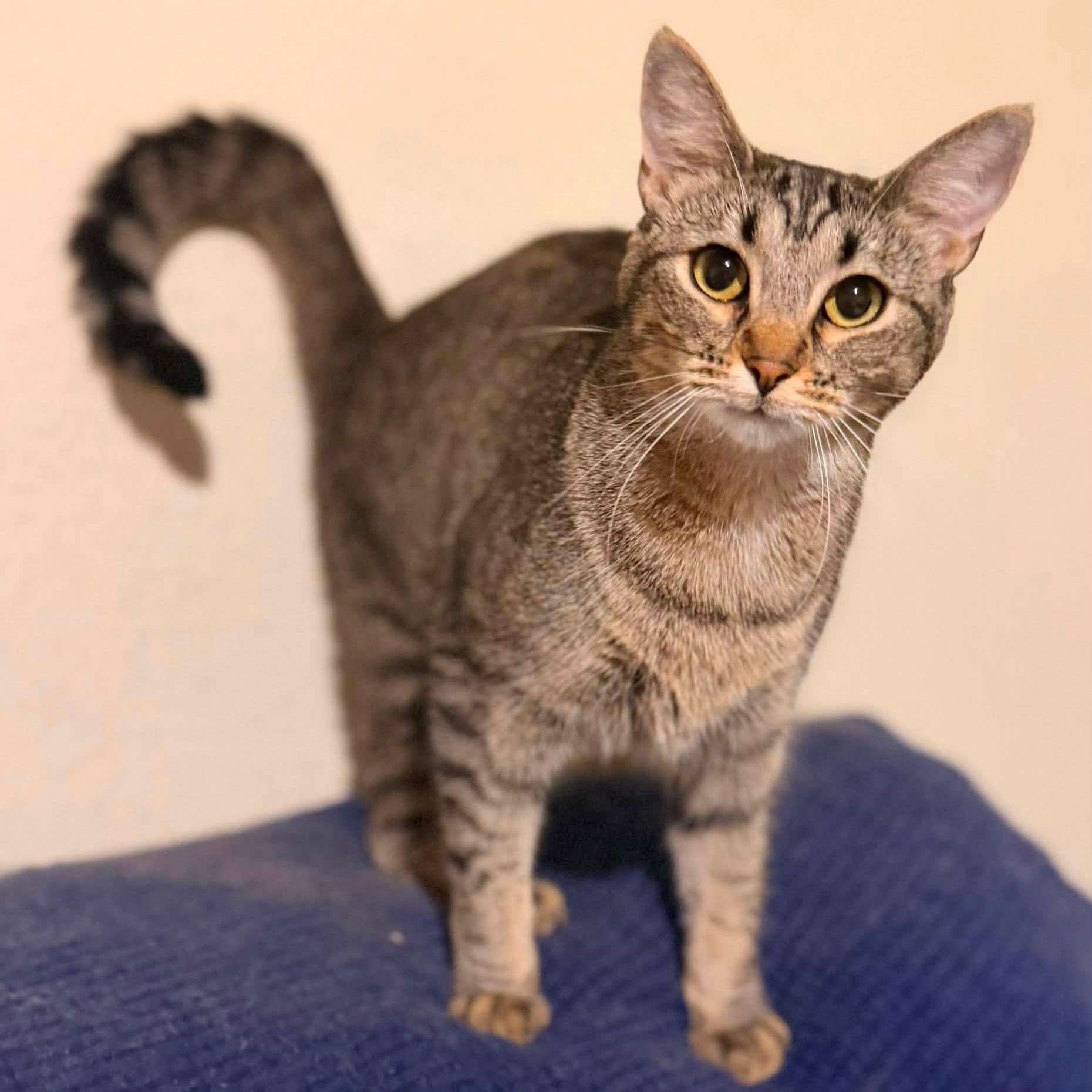 Tracy, Adoptable, Young Female Tabby.