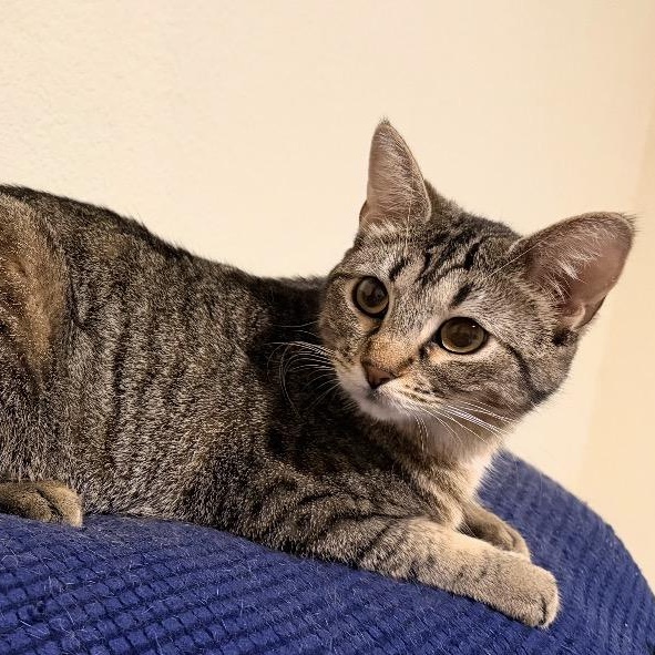 Enlarge Tracy, a Adoptable Tabby in Lewisville, TX image 1/6