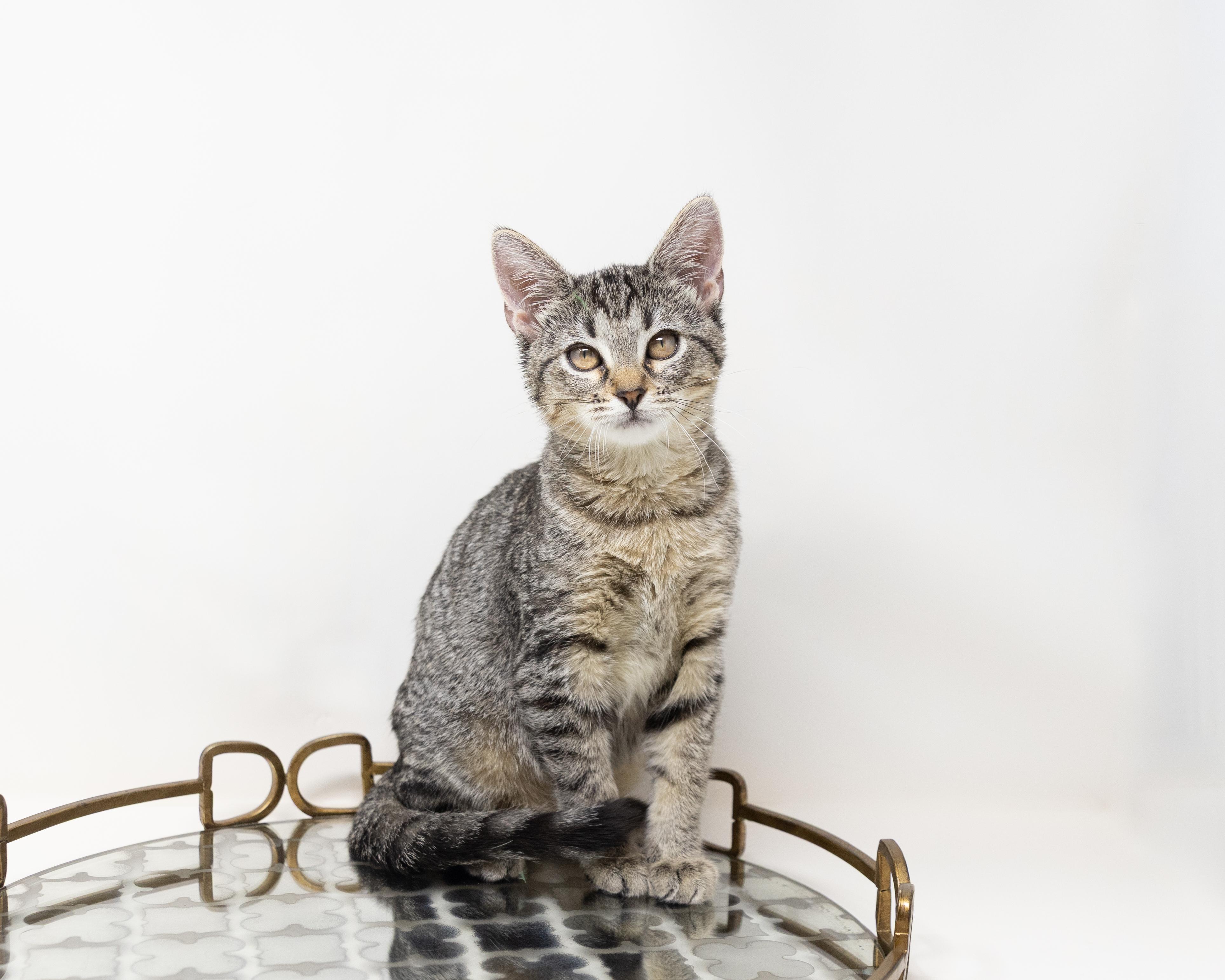 Tracy, a Adoptable Tabby in Fort Worth, TX image 6/6