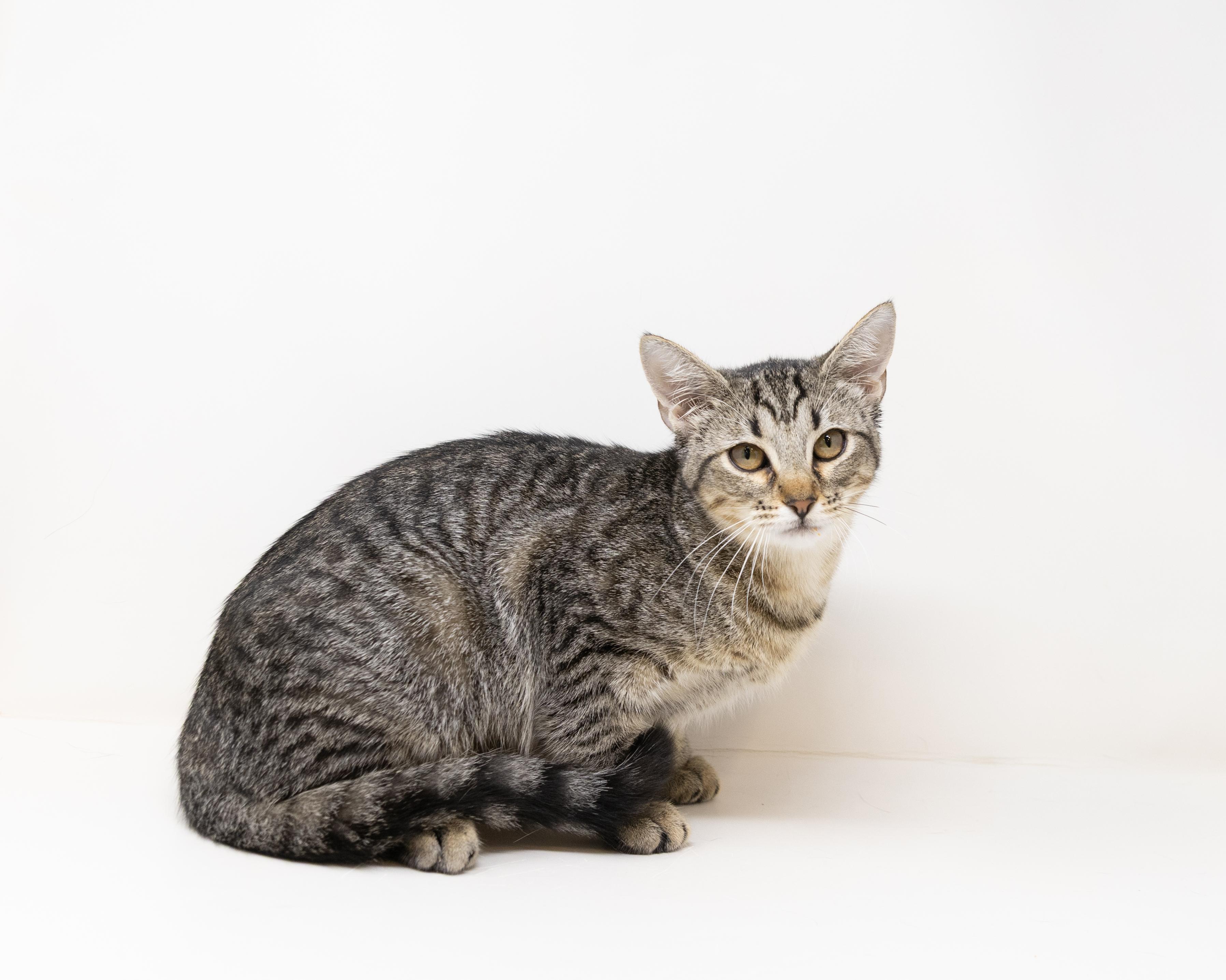 Tracy, Adoptable, Young Female Tabby.