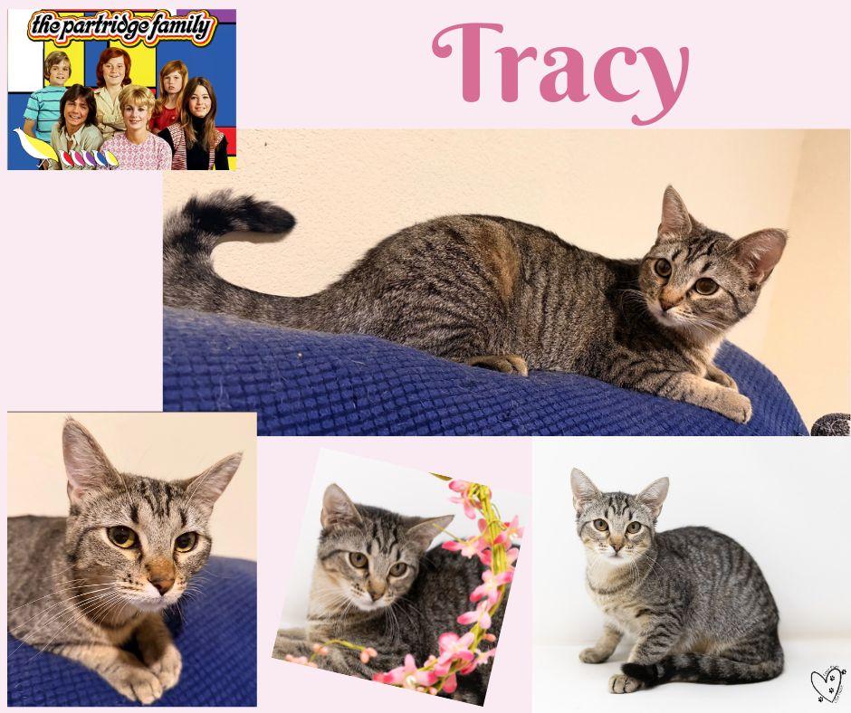 Enlarge Tracy, a Adoptable Tabby in Lewisville, TX image 4/6