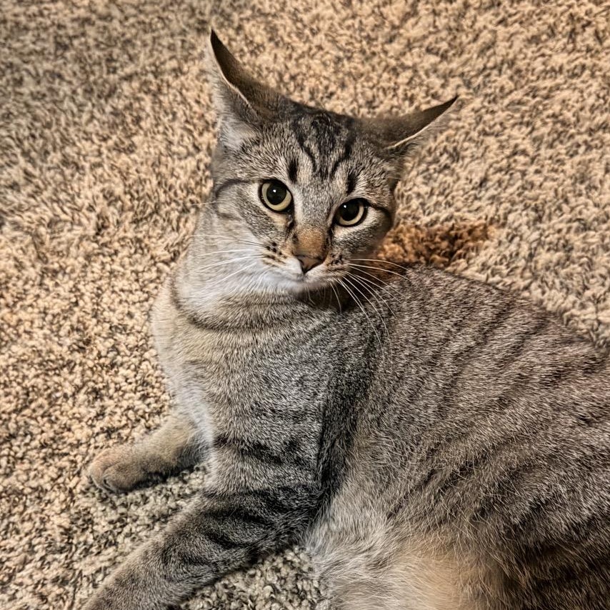 Enlarge Tracy, a Adoptable Tabby in Trophy Club, TX image 1/6