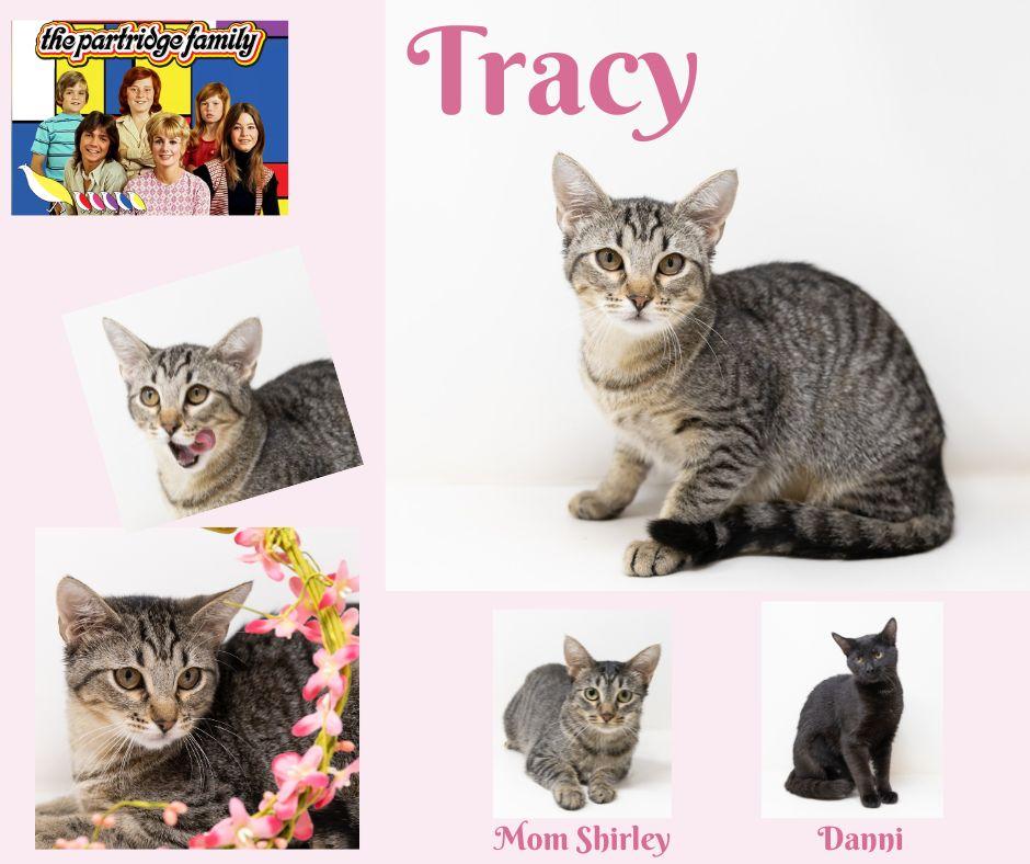 Enlarge Tracy, a Adoptable Tabby in Trophy Club, TX image 2/6