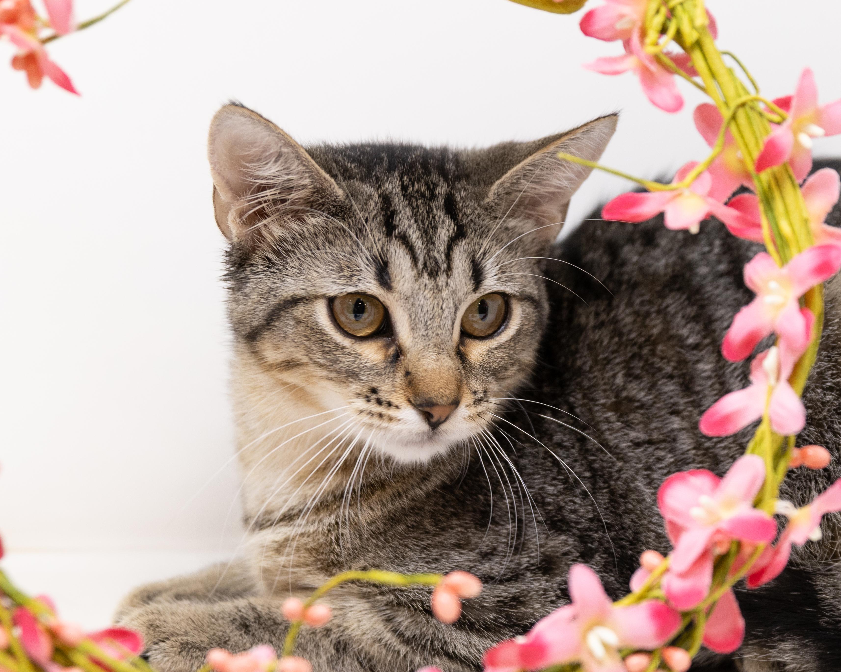 Tracy, a Adoptable Tabby in Fort Worth, TX image 4/6