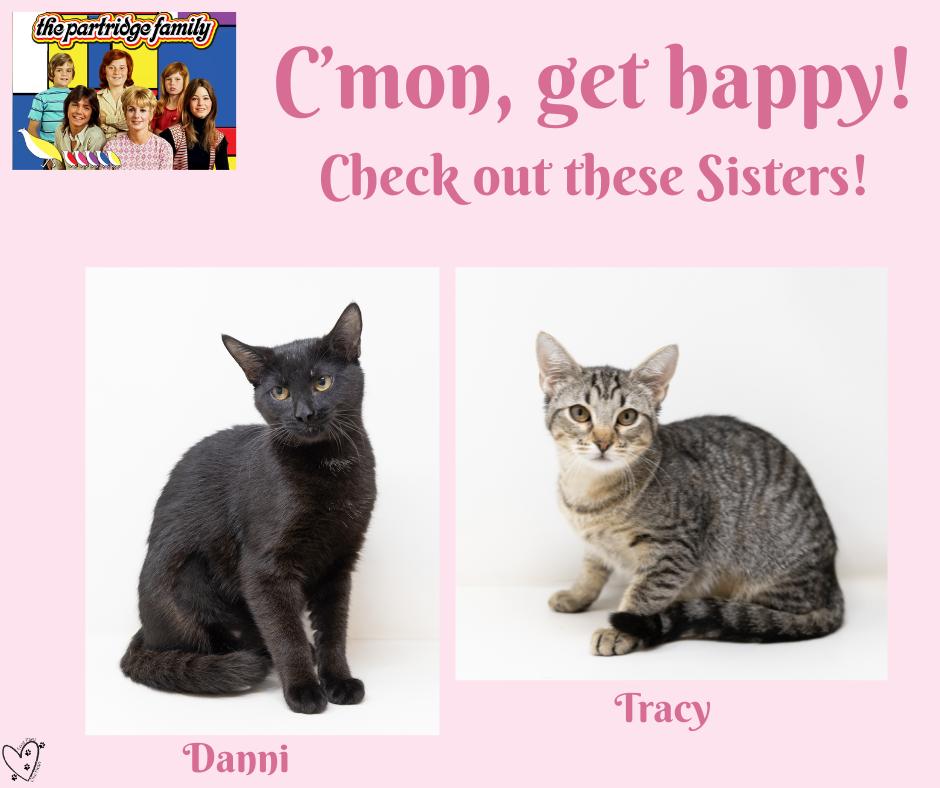 Enlarge Tracy, a Adoptable Tabby in Trophy Club, TX image 5/6