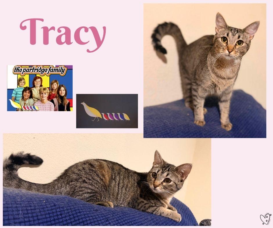 Tracy, a Adoptable Tabby in Lewisville, TX image 6/6