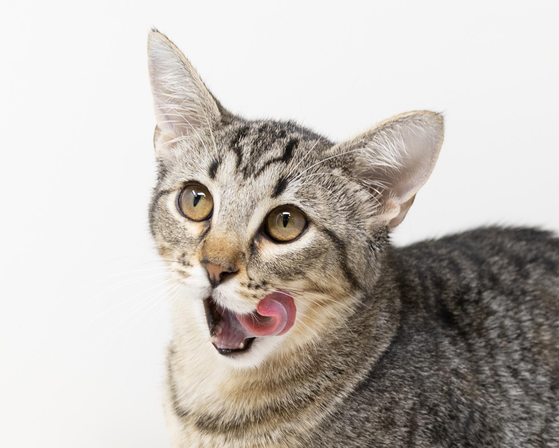 Tracy, a Adoptable Tabby in Fort Worth, TX image 5/6