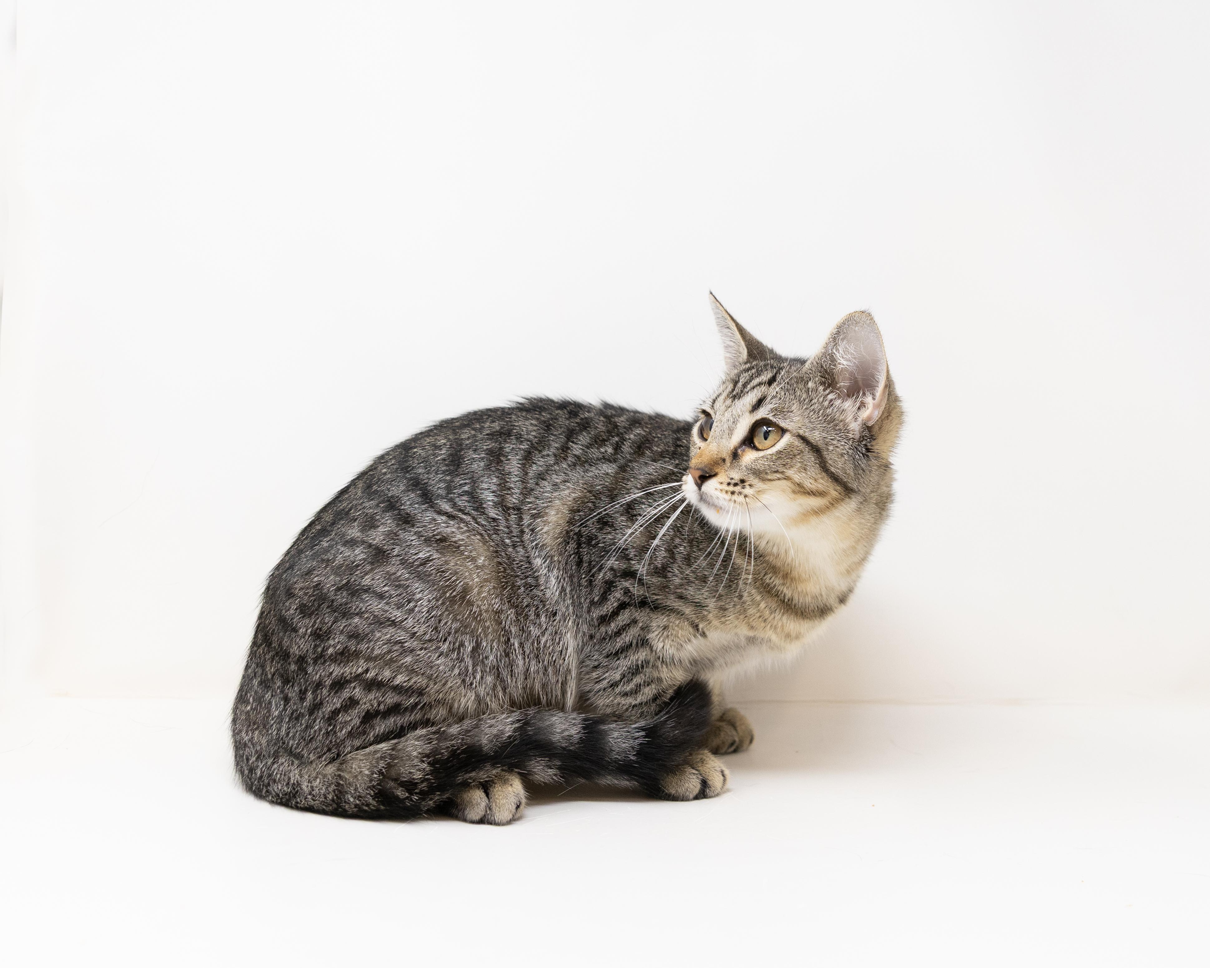 Tracy, a Adoptable Tabby in Fort Worth, TX image 3/6