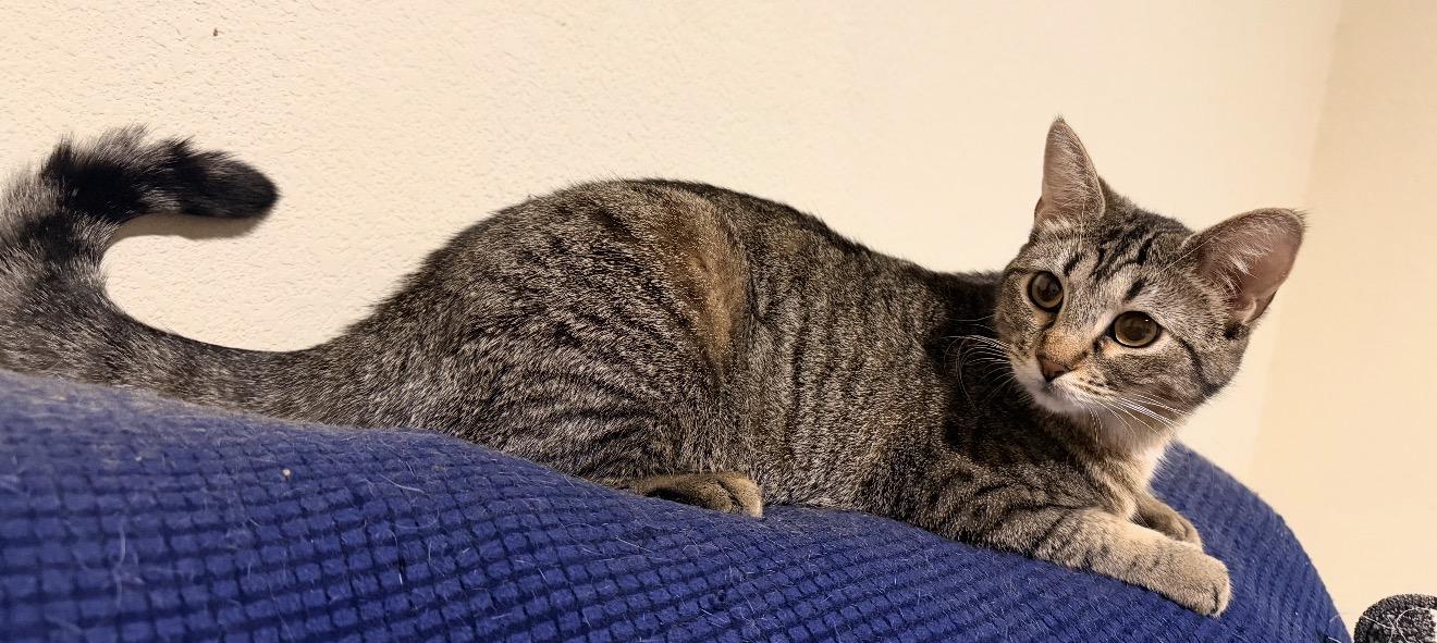 Enlarge Tracy, a Adoptable Tabby in Lewisville, TX image 2/6