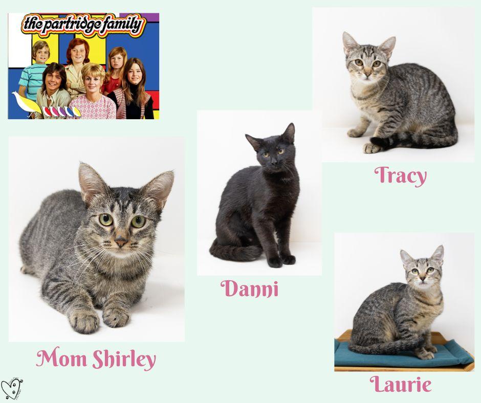 Tracy, a Adoptable Tabby in Fort Worth, TX image 2/6