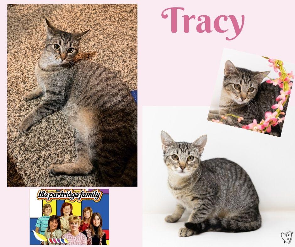 Enlarge Tracy, a Adoptable Tabby in Trophy Club, TX image 4/6