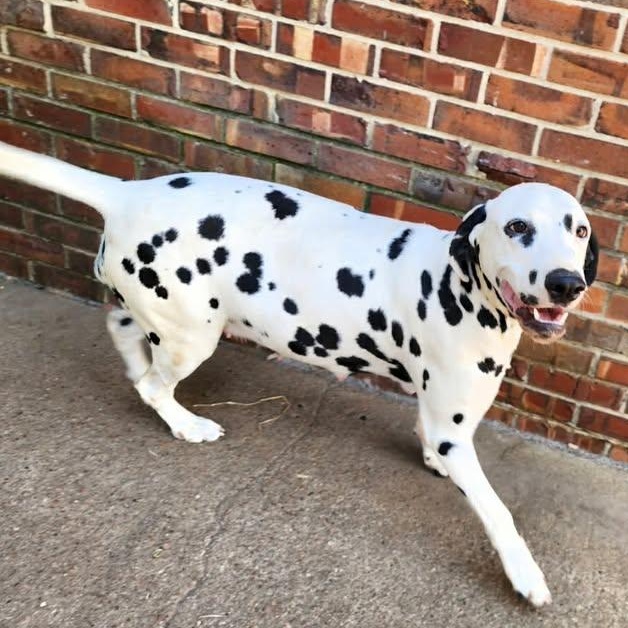 Enlarge Dixie, a ADOPTABLE Dalmatian in Mounds, OK image 1/2
