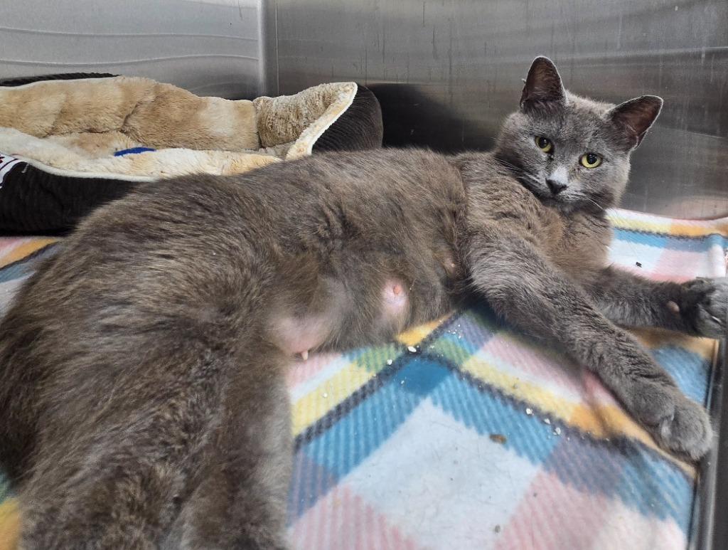 Ruby, Adoptable, Adult Female Domestic Medium Hair.