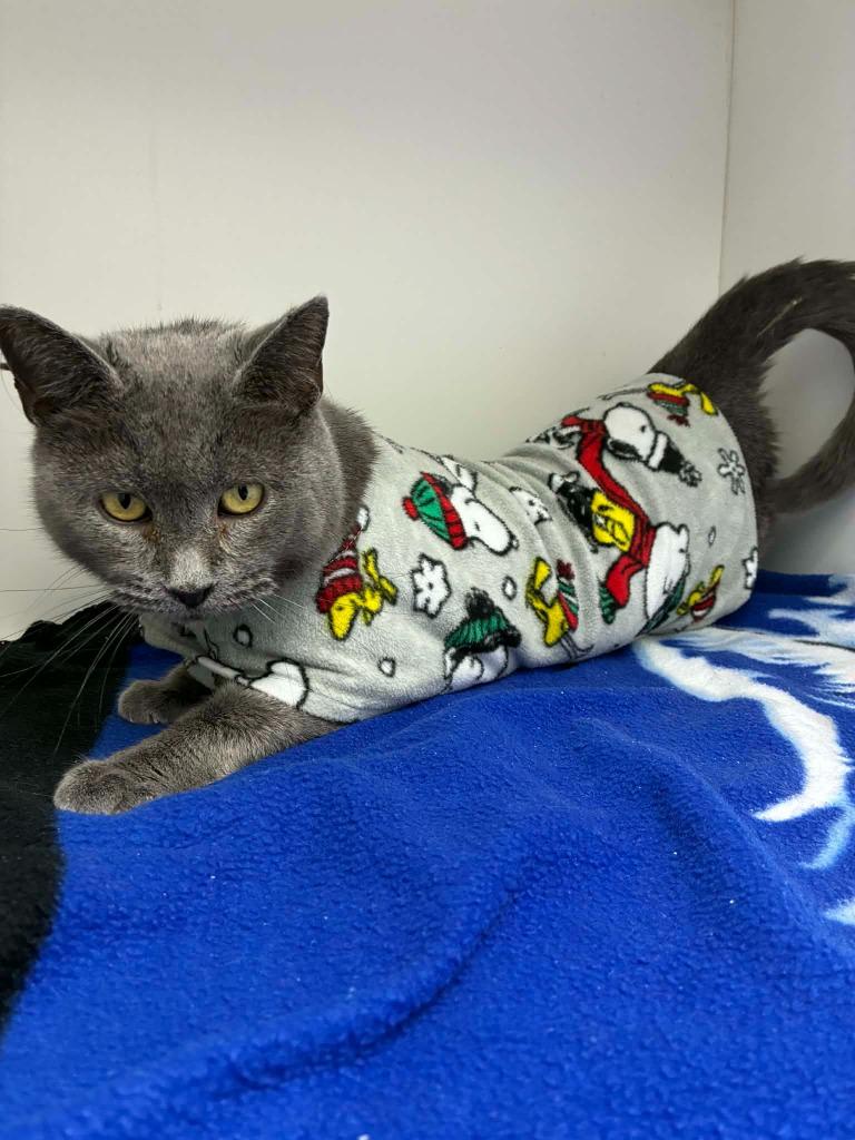 Ruby, a Adoptable mixed breed in Hartsville, SC image 2/6