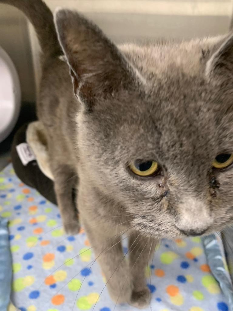 Ruby, a Adoptable mixed breed in Hartsville, SC image 3/6