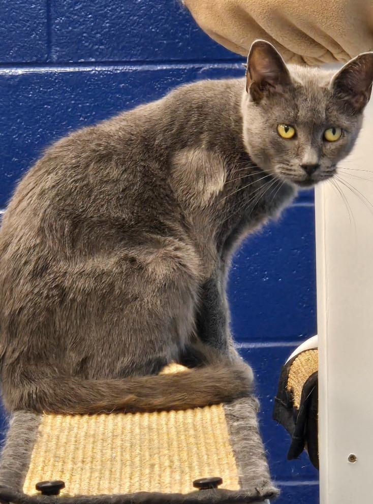 Ruby, a Adoptable mixed breed in Hartsville, SC image 4/6