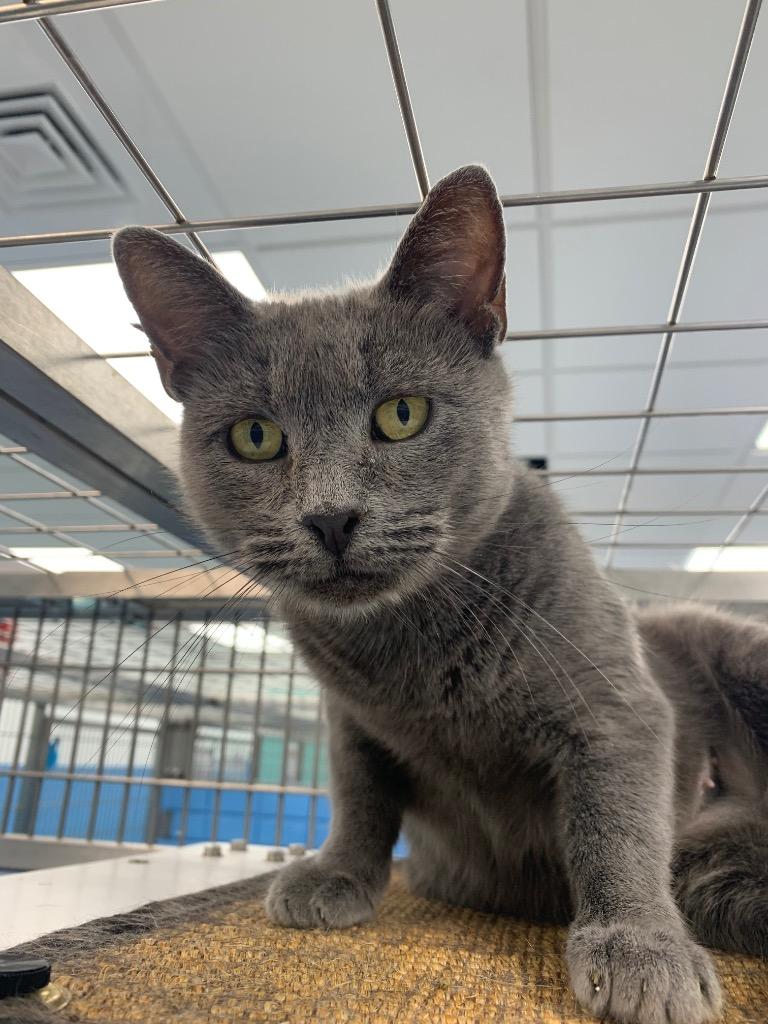 Ruby, a Adoptable mixed breed in Hartsville, SC image 5/6