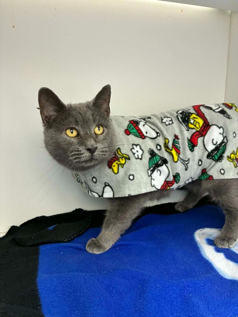 Ruby, a Adoptable mixed breed in Hartsville, SC image 6/6