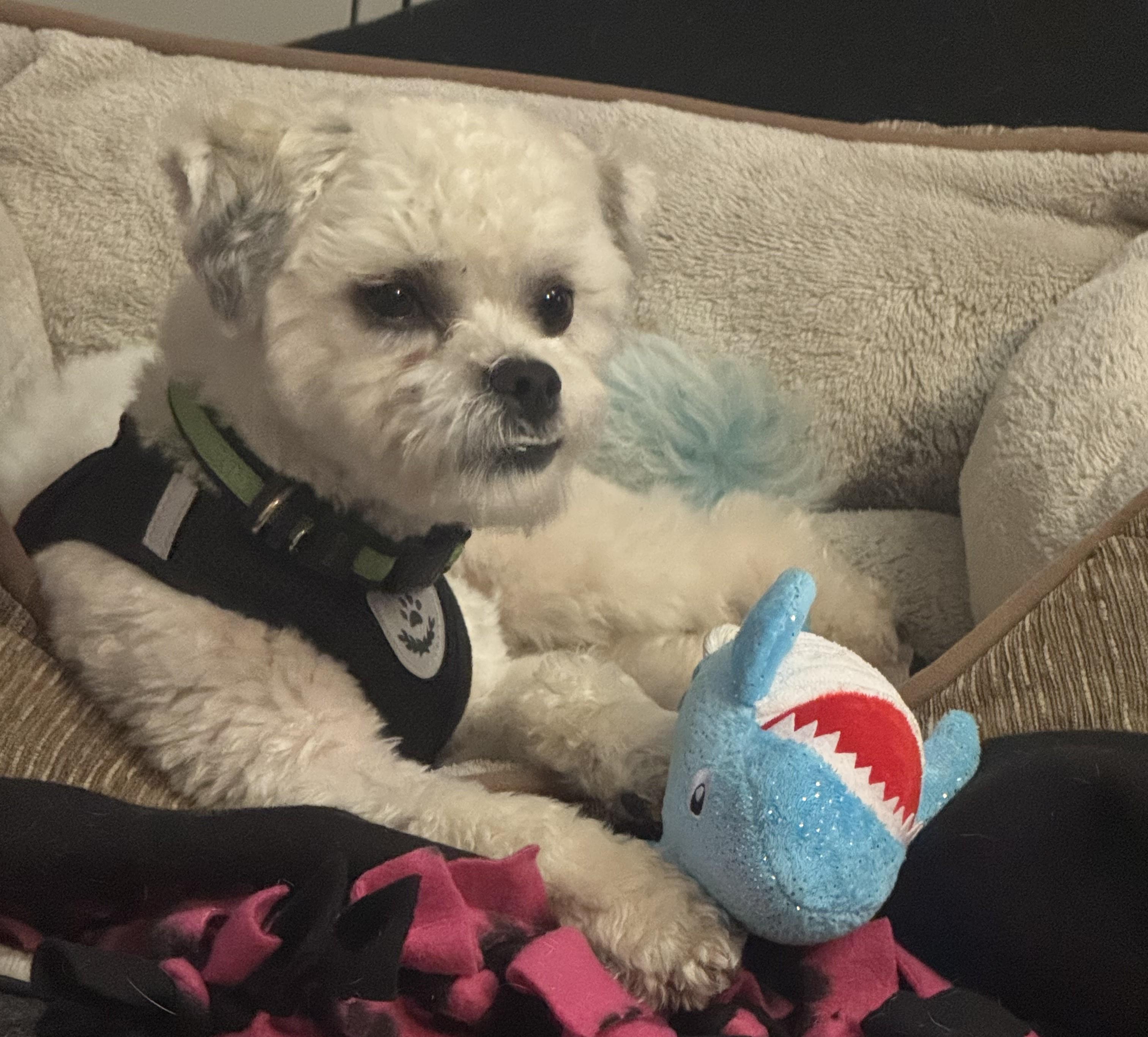 Arlo, ADOPTABLE, Young Male Bichon Frise & Shih Tzu.