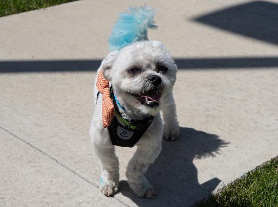 Arlo, a ADOPTABLE mixed breed in Farmington, MN image 3/6