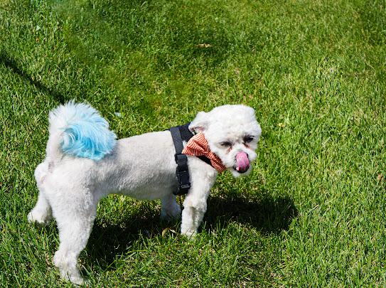 Arlo, a ADOPTABLE mixed breed in Farmington, MN image 4/6
