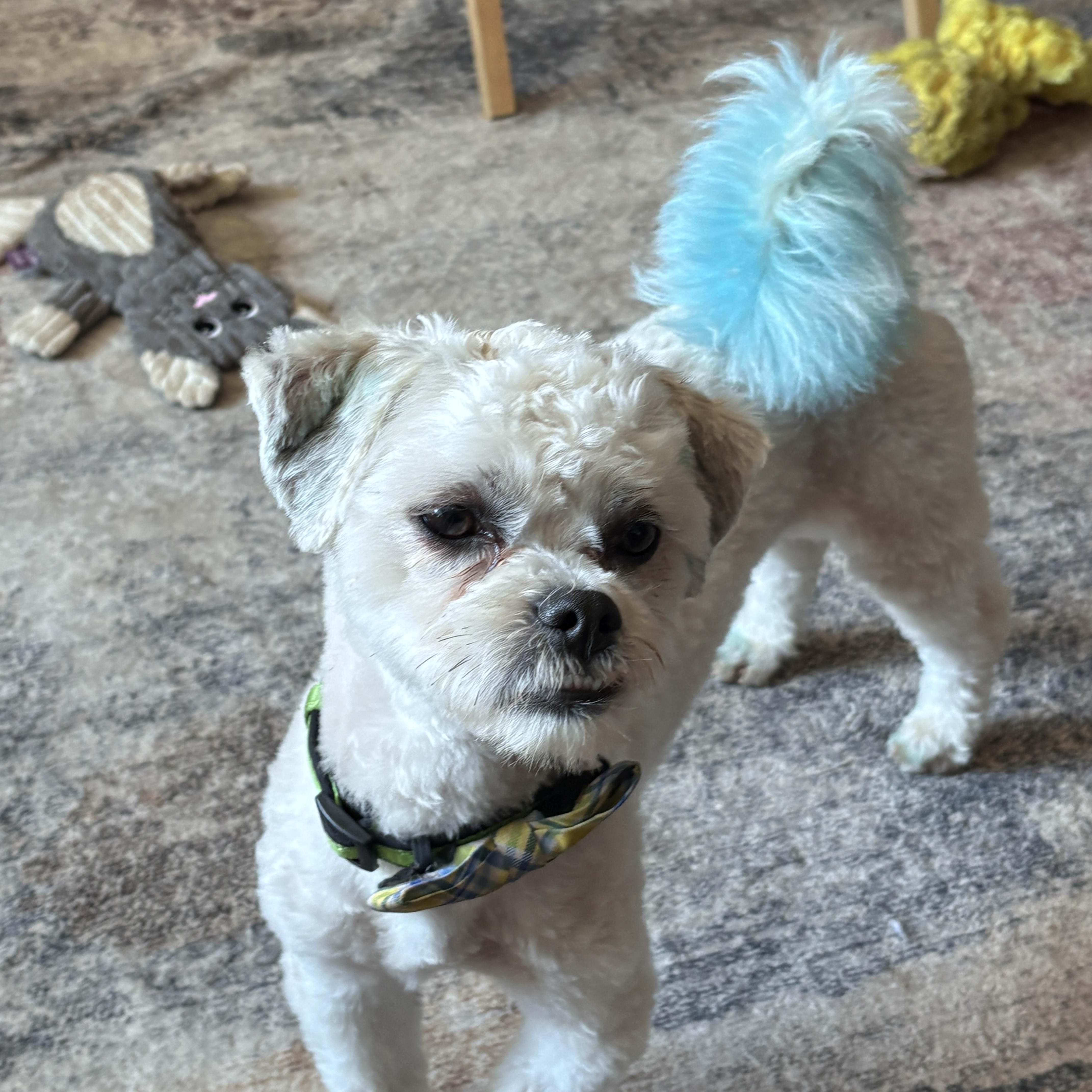 Arlo, a ADOPTABLE mixed breed in Farmington, MN image 2/6