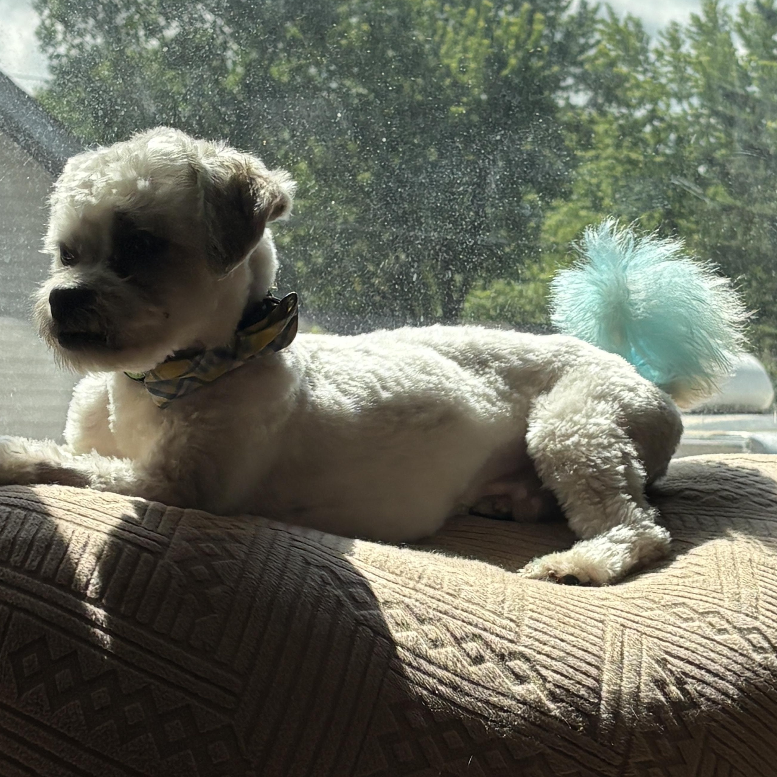 Arlo, a ADOPTABLE mixed breed in Farmington, MN image 5/6
