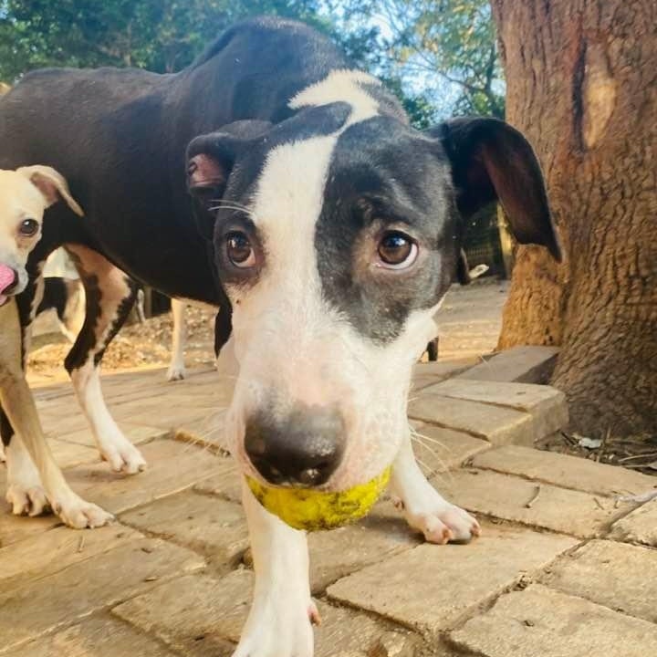 Enlarge Piccadilly, a Adoptable mixed breed in Federal Way, WA image 3/6