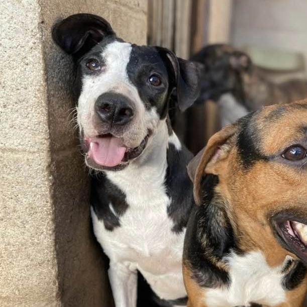 Piccadilly, Adoptable, Puppy Female German Shepherd Dog.