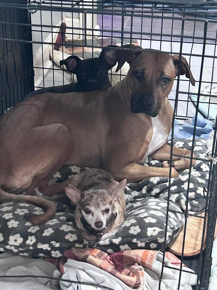 Ophelia, Adoptable, Adult Female Black Mouth Cur & Hound.