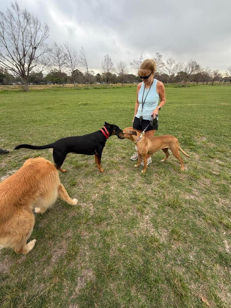 Enlarge Ophelia, a Adoptable mixed breed in Saugus, MA image 2/6