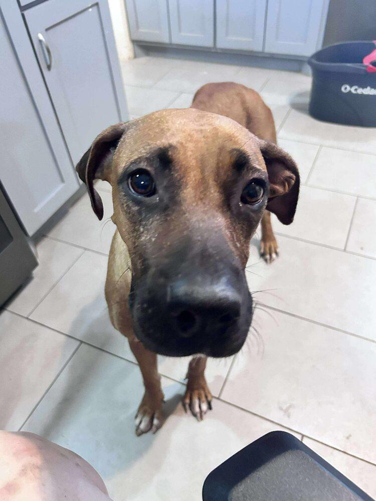 Enlarge Ophelia, a Adoptable mixed breed in Saugus, MA image 3/6