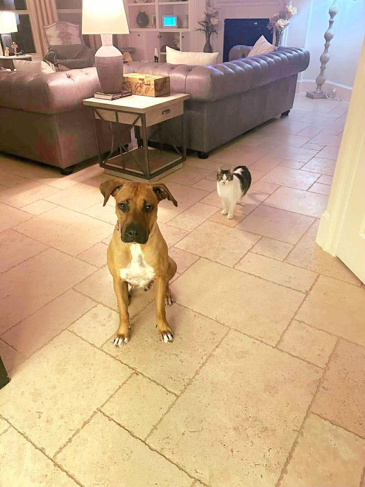 Enlarge Ophelia, a Adoptable mixed breed in Saugus, MA image 4/6