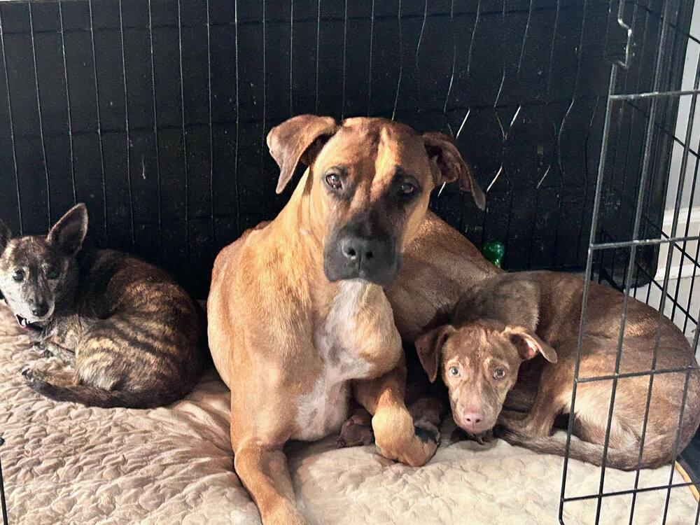 Enlarge Ophelia, a Adoptable mixed breed in Saugus, MA image 5/6