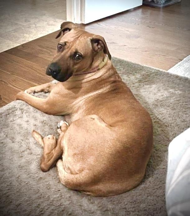 Enlarge Ophelia, a Adoptable mixed breed in Saugus, MA image 6/6