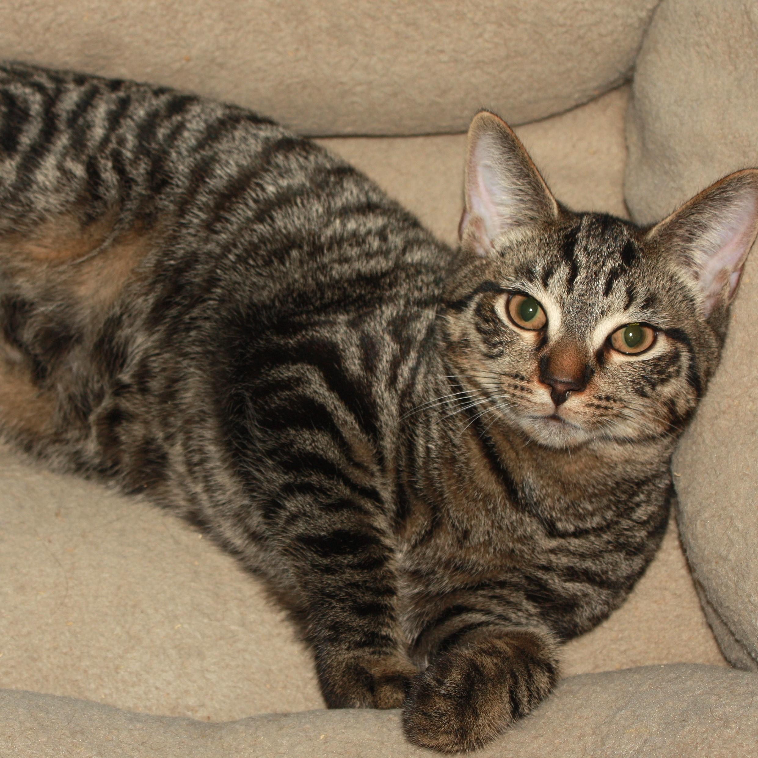 Maki, adopted, Kitten Male Domestic Short Hair.