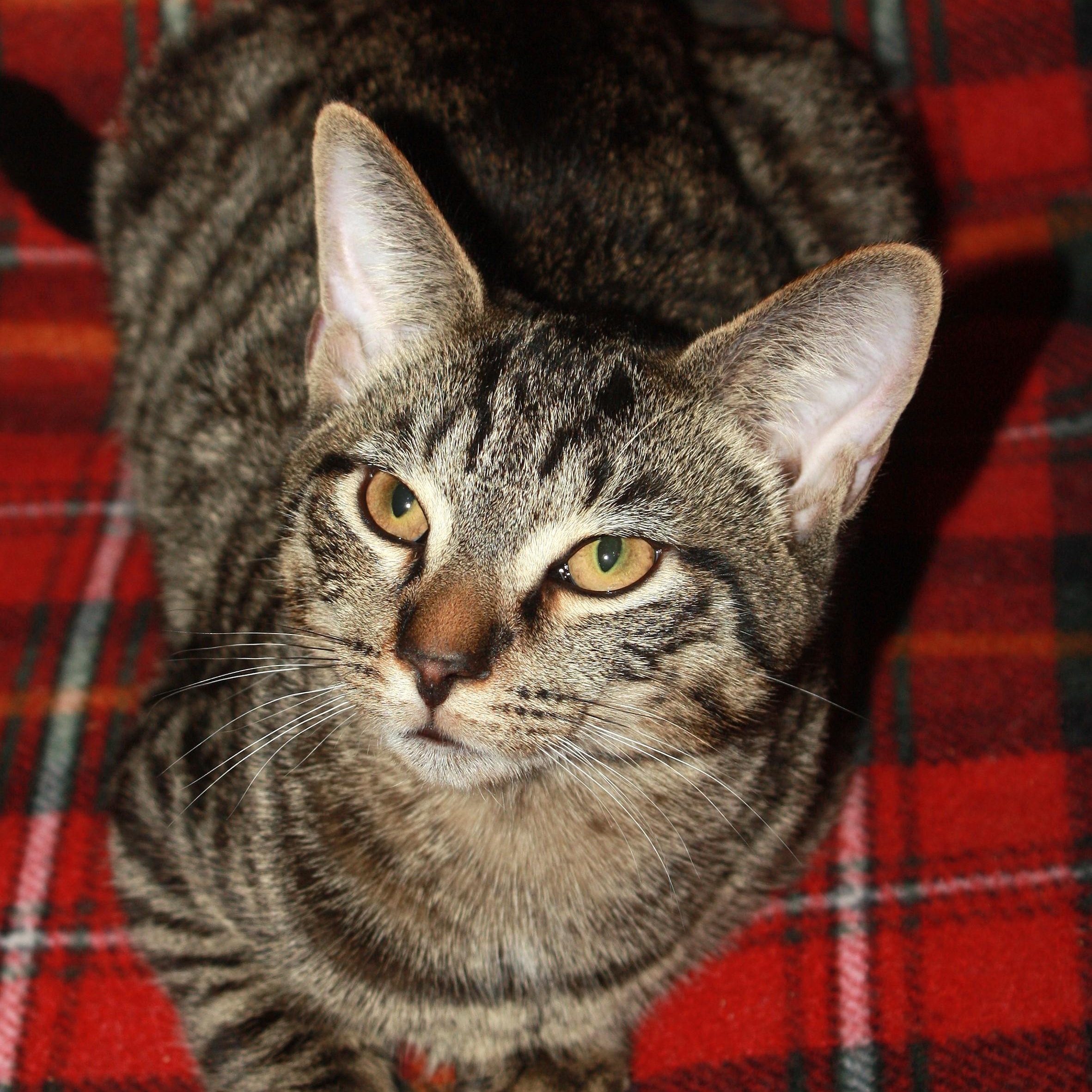 Maki, a Adoptable Domestic Short Hair in Fair Haven, VT image 2/4