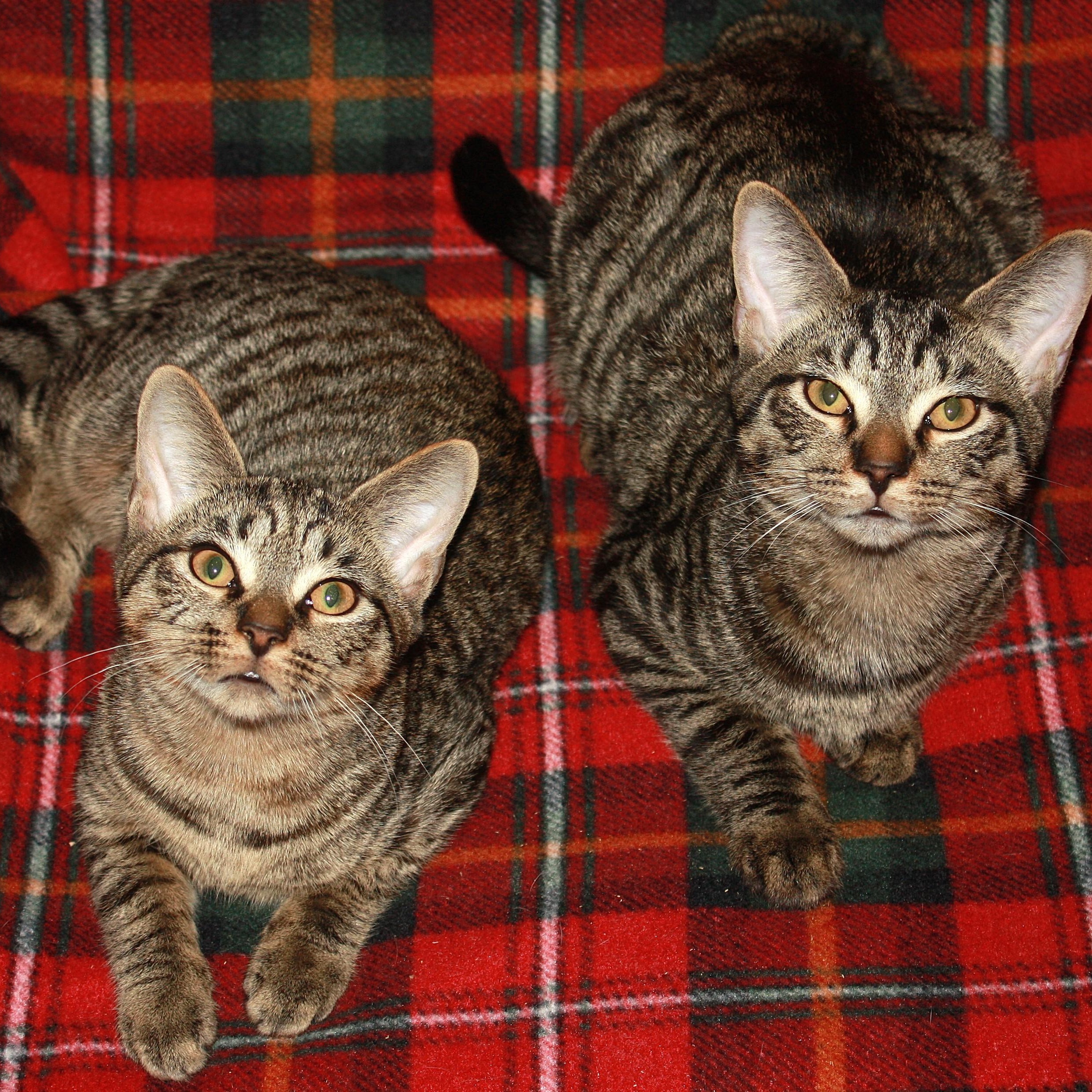 Maki, a Adoptable Domestic Short Hair in Fair Haven, VT image 3/4