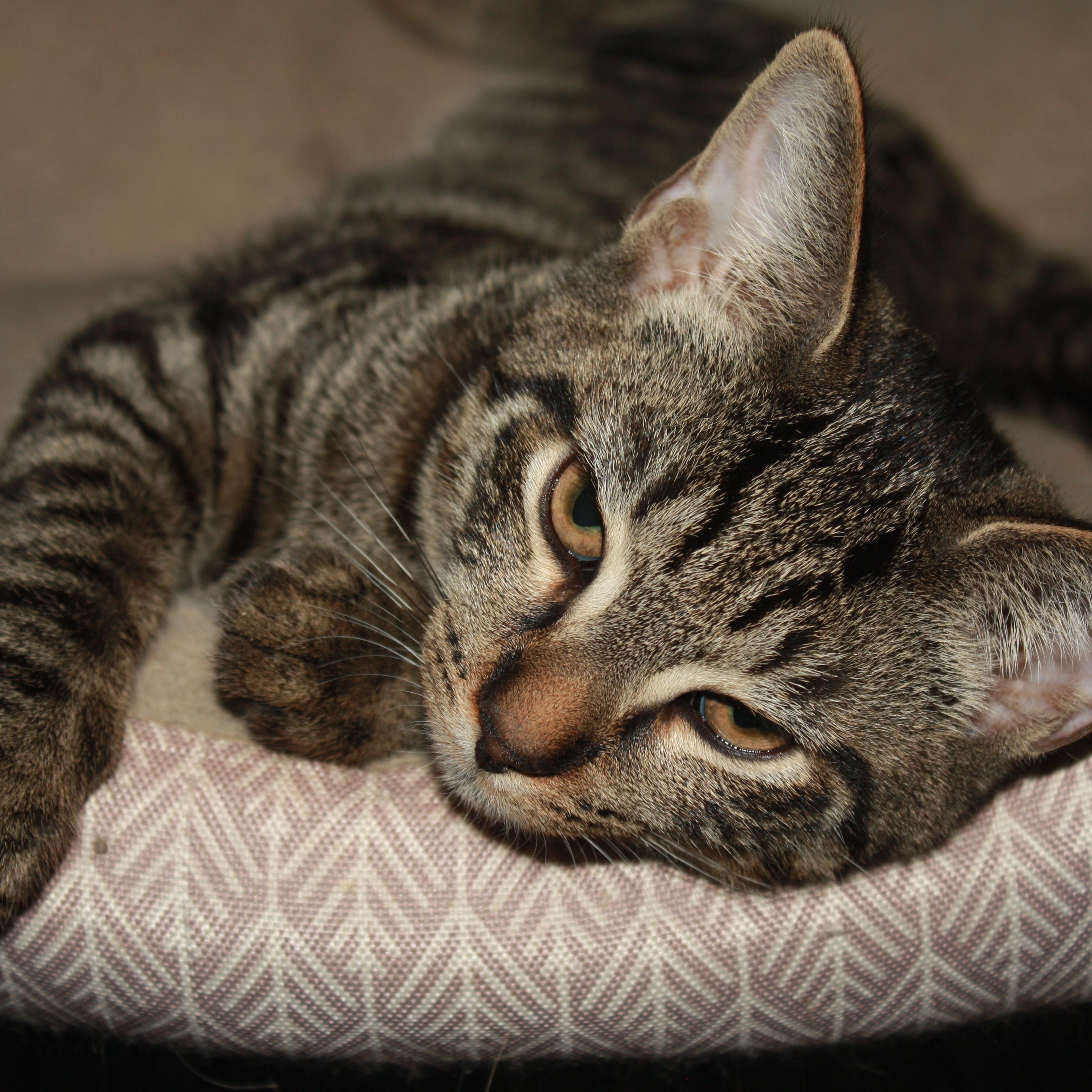 Maki, a Adoptable Domestic Short Hair in Fair Haven, VT image 4/4