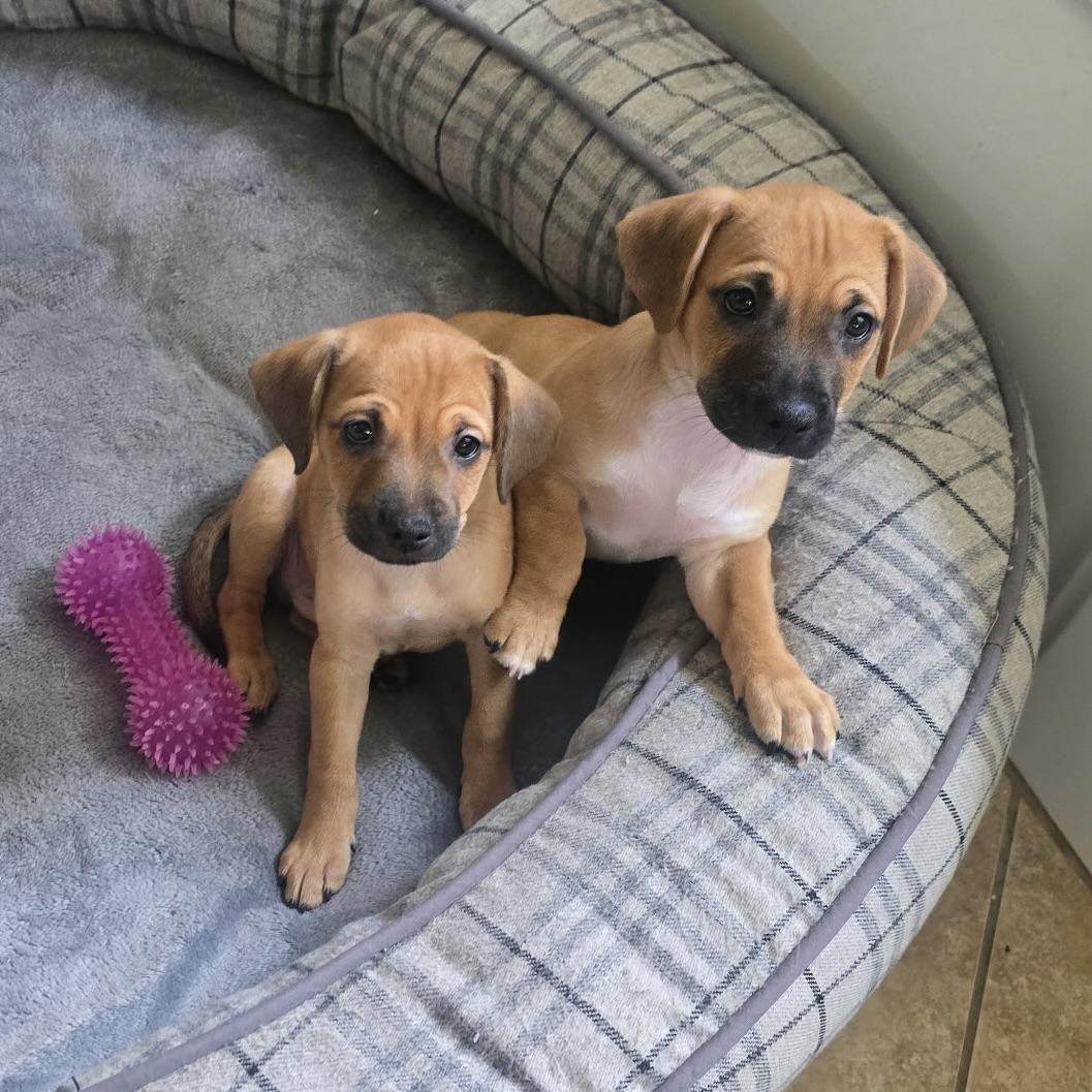 Jackson & Jordan, Adoptable, Puppy Male Dachshund & Puggle.