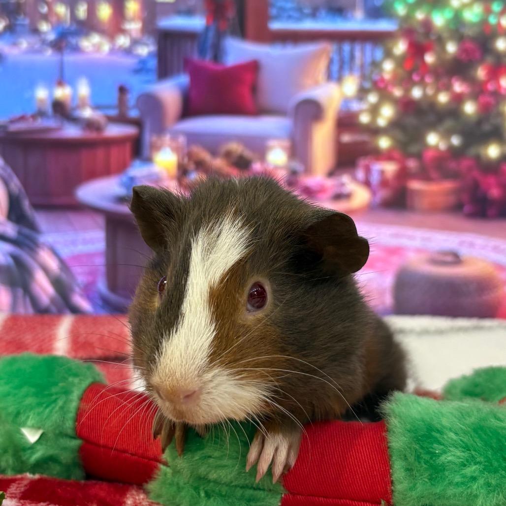 Enlarge Cassian, a Adoptable Guinea Pig in Bedford, NH image 1/1
